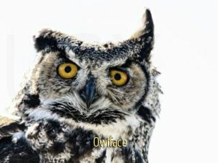Owlface