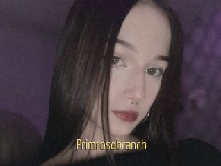 Primrosebranch